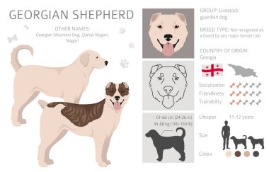 Georgian Shepherd Nagazi clipart. Different coat colors set.  Vector illustration