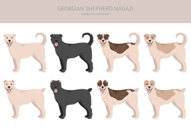 Georgian Shepherd Nagazi clipart. Different coat colors set.  Vector illustration