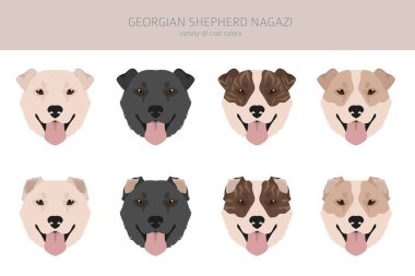 Georgian Shepherd Nagazi clipart. Different coat colors set.  Vector illustration