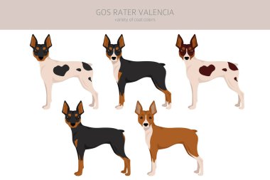 Gos Rater Valencia Clipart 'ta. Farklı ceket renkleri. Vektör illüstrasyonu
