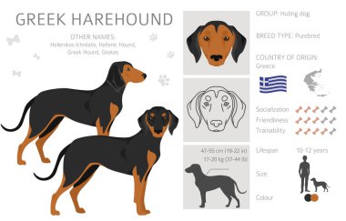 Greek Harehound clipart. Different coat colors set.  Vector illustration