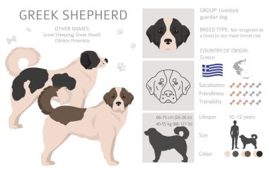 Greek Shepherd clipart. Different coat colors set.  Vector illustration