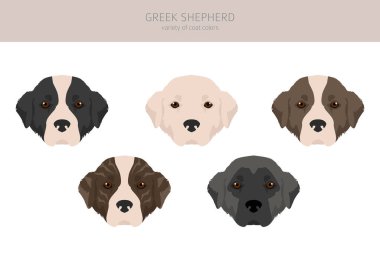 Greek Shepherd clipart. Different coat colors set.  Vector illustration