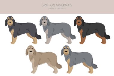 Griffon Nivernais clipart. Different coat colors set.  Vector illustration
