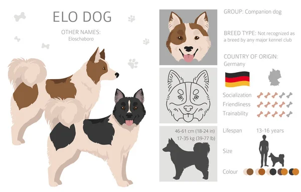 Elo Dog Clipart Different Coat Colors Set Vector Illustration — Vector de stock