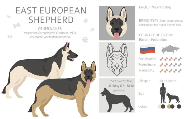 East European Shepherd Clipart Different Coat Colors Set Vector Illustration — ストックベクタ