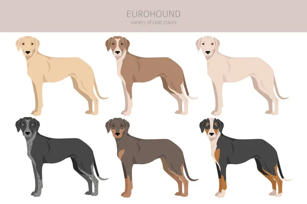 Eurohound Clipart Different Coat Colors Set Vector Illustration — Stockvektor