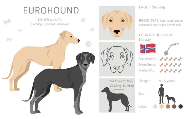 Eurohound Clipart Different Coat Colors Set Vector Illustration — Stock Vector