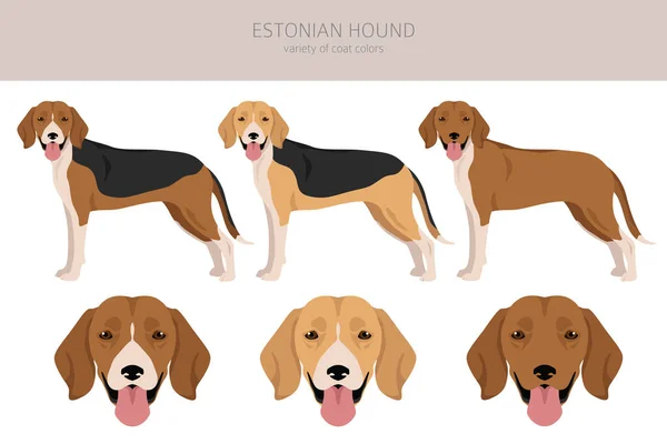 Estonian Hound Clipart Different Coat Colors Set Vector Illustration —  Vetores de Stock