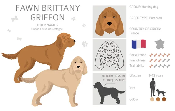 Fawn Brittany Griffon Clipart Different Coat Colors Set Vector Illustration —  Vetores de Stock