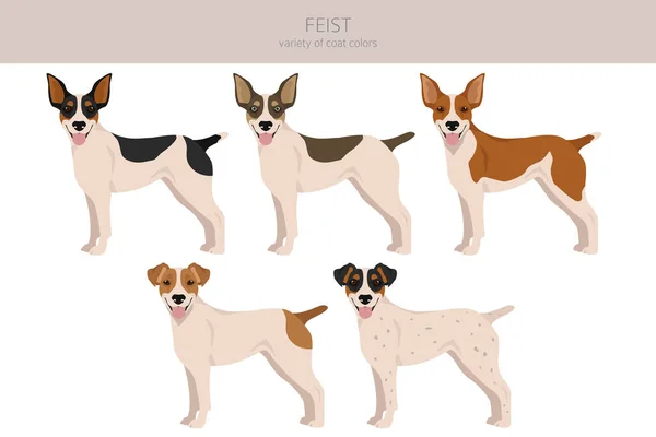 Feist Dog Clipart Different Coat Colors Set Vector Illustration — Διανυσματικό Αρχείο