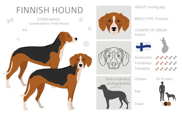 Finnish Hound Clipart Different Coat Colors Set Vector Illustration — Vettoriale Stock