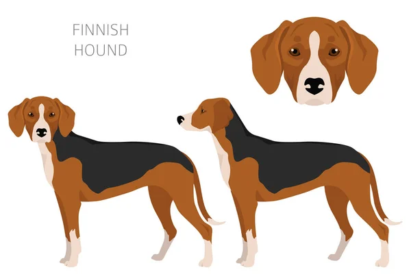 Finnish Hound Clipart Different Coat Colors Set Vector Illustration —  Vetores de Stock