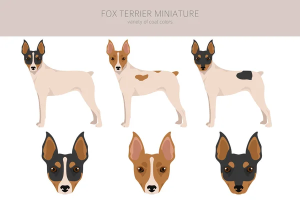 Fox Terrier Miniature Clipart Different Coat Colors Set Vector Illustration — Vetor de Stock