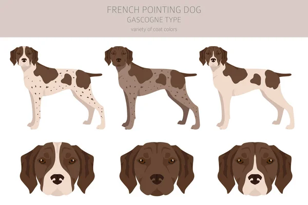 French Pointing Dog Gascogne Type Clipart Different Poses Coat Colors — Stockvektor