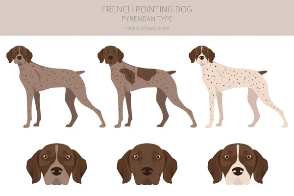 French Pointing Dog Pyrenean Type Clipart Different Poses Coat Colors — Vector de stock