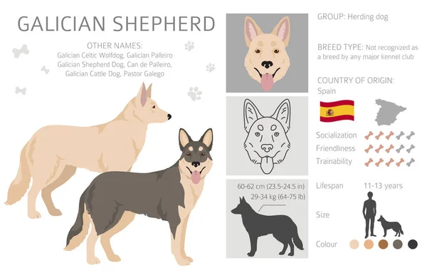 Galician Shepherd Clipart Different Coat Colors Set Vector Illustration — Wektor stockowy