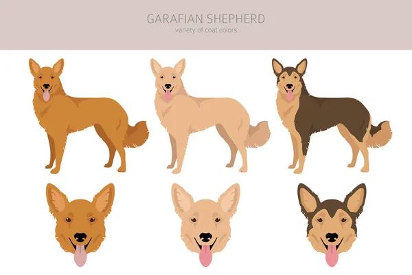 Garafian Shepherd Clipart Different Coat Colors Set Vector Illustration — Διανυσματικό Αρχείο