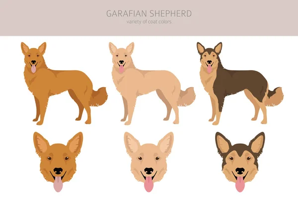 Garafian Shepherd Clipart Verschillende Kleuren Jas Set Vectorillustratie — Stockvector