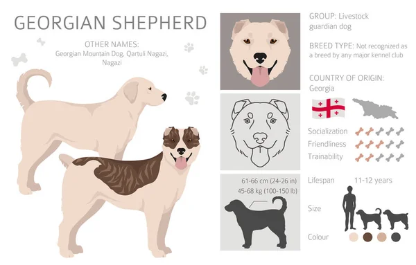 Georgian Shepherd Nagazi Clipart Different Coat Colors Set Vector Illustration — 스톡 벡터