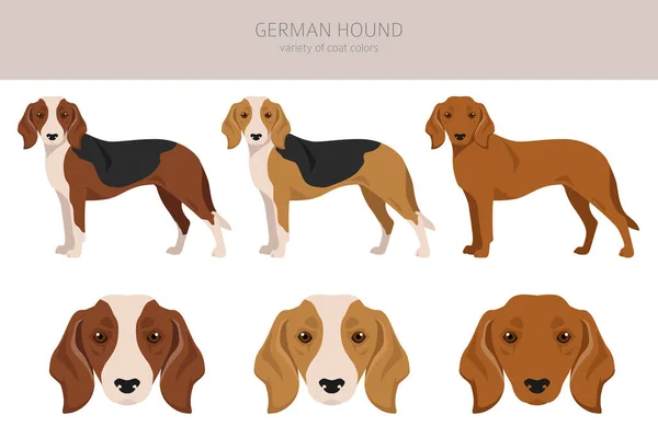 German Hound Clipart Different Coat Colors Set Vector Illustration — Stock vektor