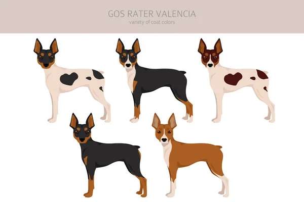 Gos Rater Valencia Clipart Different Coat Colors Set Vector Illustration — Vector de stock