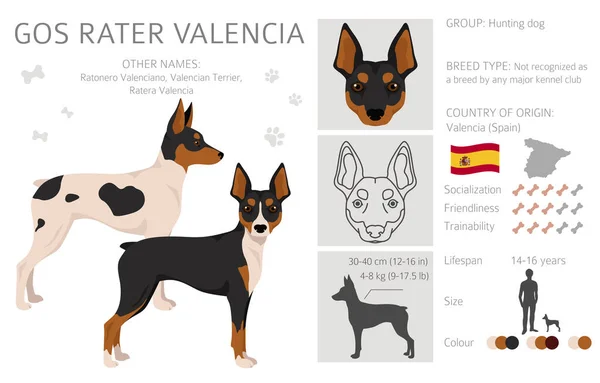 Gos Rater Valencia Clipart Different Coat Colors Set Vector Illustration — Vector de stock