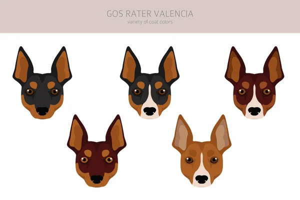 Gos Rater Valencia Clipart Different Coat Colors Set Vector Illustration — 스톡 벡터