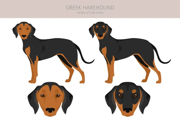 Greek Harehound Clipart Different Coat Colors Set Vector Illustration —  Vetores de Stock