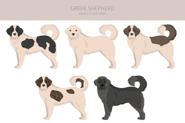 Greek Shepherd Clipart Different Coat Colors Set Vector Illustration — Vector de stock