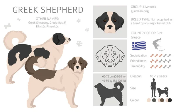 Greek Shepherd Clipart Different Coat Colors Set Vector Illustration — Vector de stock