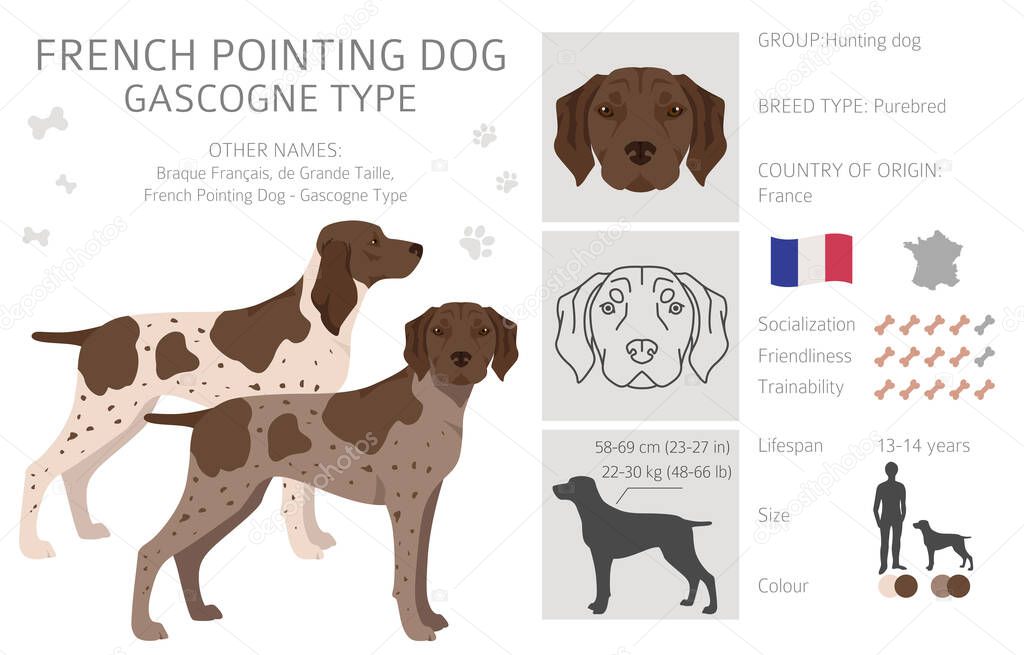French pointing dog, Gascogne type clipart. Different poses, coat colors set.  Vector illustration