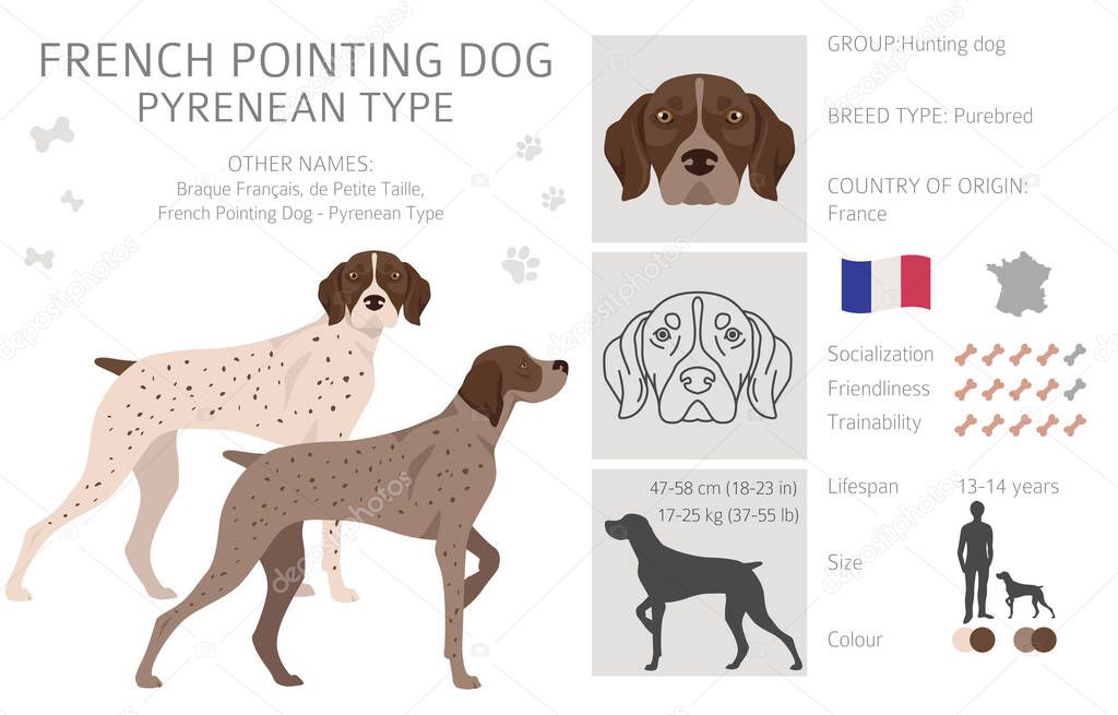 French pointing dog, Pyrenean type clipart. Different poses, coat colors set.  Vector illustration