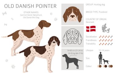 Old Danish pointer clipart. Different poses, coat colors set.  Vector illustration