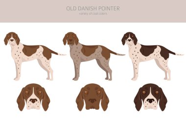 Old Danish pointer clipart. Different poses, coat colors set.  Vector illustration