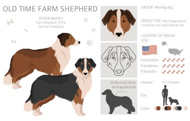 Old time farm shepherd clipart. Different coat colors set.  Vector illustration