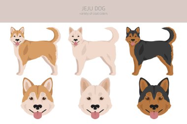 Jeju dog clipart. Different coat colors set.  Vector illustration