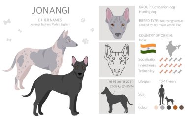 Jonangi dog clipart. Different coat colors set.  Vector illustration