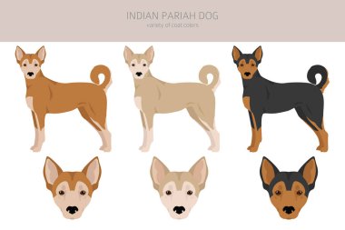 Indian Pariah dog clipart. Different poses, coat colors set.  Vector illustration