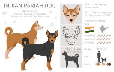 Indian Pariah dog clipart. Different poses, coat colors set.  Vector illustration