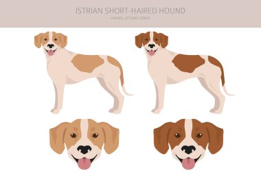 Istrian Short-haired hound clipart. Different poses, coat colors set.  Vector illustration
