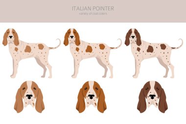 Italian pointer clipart. Different poses, coat colors set.  Vector illustration