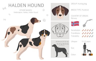 Halden hound clipart. Different poses, coat colors set.  Vector illustration