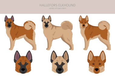 Hallefors elkhound clipart. Different poses, coat colors set.  Vector illustration