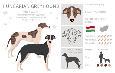 Hungarian greyhound clipart. Different poses, coat colors set.  Vector illustration