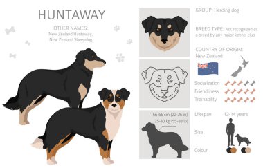 Huntaway dog clipart. Different poses, coat colors set.  Vector illustration