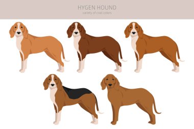 Hygen hound clipart. Different poses, coat colors set.  Vector illustration
