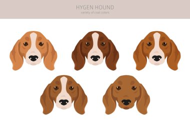 Hygen hound clipart. Different poses, coat colors set.  Vector illustration
