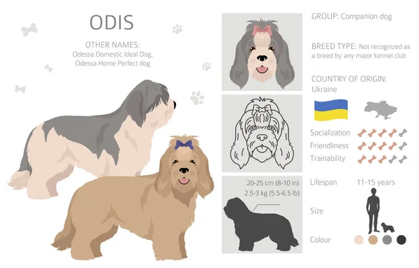 Odis Dog Clipart Different Poses Coat Colors Set Vector Illustration - Stok Vektor