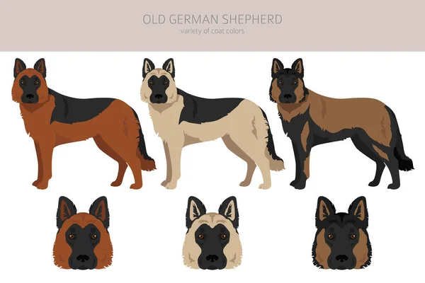 Old German Shepherd Dog Clipart Different Coat Colors Set Vector — Vector de stock